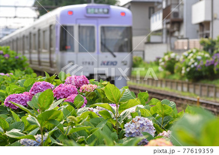 電車とアジサイ 77619359