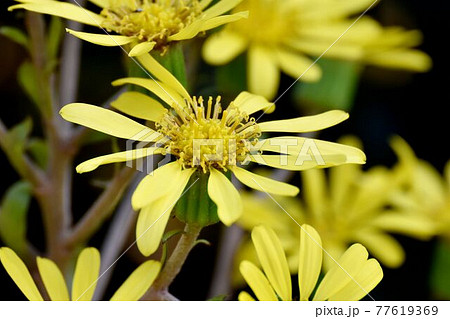 三鷹市中原に咲く黄色いツワブキの花 三鷹市中原に咲く黄色いツワブキの花 77619369