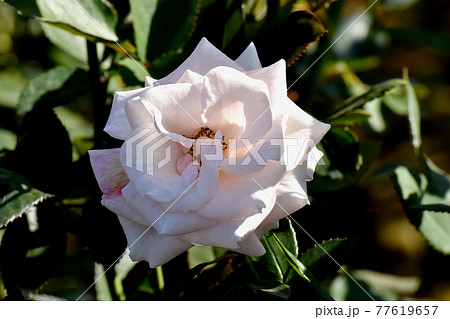 調布市深大寺元町の植物園に咲く淡いピンクのバラ(モダンロ－ズ マジョリカ)の花 77619657