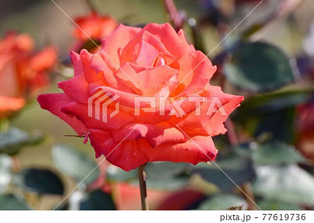 調布市深大寺元町の植物園に咲くオレンジ色のバラ(モダンロ－ズ エスター・オファリム)の花 77619736