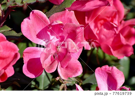 調布市深大寺元町の植物園に咲くピンクのバラ(モダンロ-ズ ノック・アウト)の花 調布市深大寺元町の植物園に咲くピンクのバラ(モダンロ-ズ ノック・アウト)の花 77619739