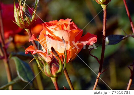 調布市深大寺元町の植物園に咲くオレンジ色のバラ(モダンロ－ズ エスター・オファリム)の花 77619782
