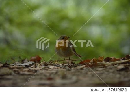 鳥 バーディー 小鳥 77619826
