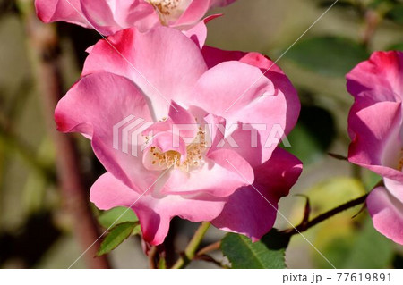 調布市深大寺元町の植物園に咲くピンクと白のバラ(モダンロ－ズ 花霞)の花 77619891