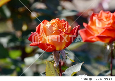 調布市深大寺元町の植物園に咲くオレンジ色のバラ(モダンロ－ズ 錦絵)の花 77619934
