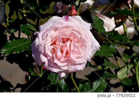 調布市深大寺元町の植物園に咲くピンクのバラ モダンロ ズ ブライダル ピンク の花の写真素材