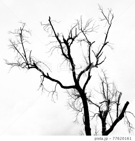 black and white leafless trees with  branches 77620161