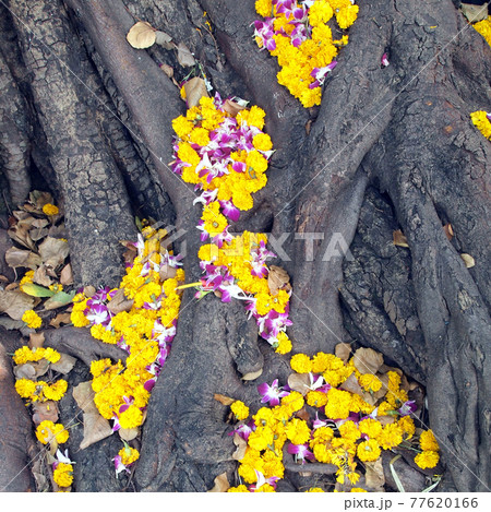 Closeup flower and tree trunk roots with carvings Closeup flower and tree trunk roots with carvings 77620166