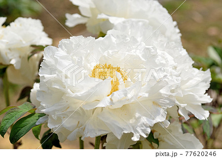 清水山ぼたん園「新五大洲」 77620246