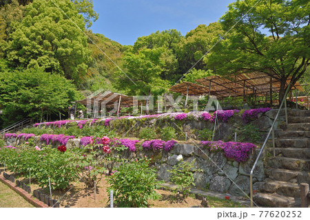 清水山ぼたん園 清水山ぼたん園 77620252