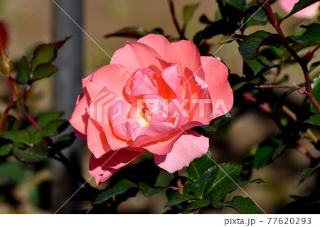 調布市深大寺元町の植物園に咲くピンクのバラ(モダンロ－ズ ジャルダン・ドゥ・フランス)の花 77620293