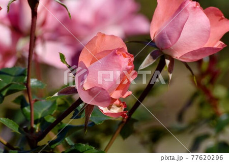 調布市深大寺元町の植物園に咲くピンクのバラ(モダンロ－ズ ジャルダン・ドゥ・フランス)の花 77620296