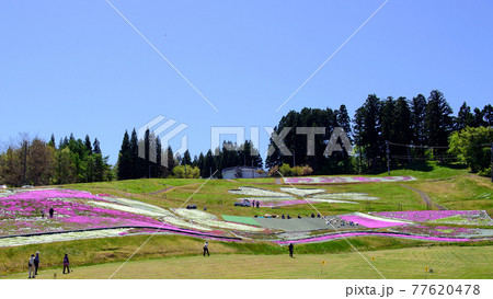 芝桜に囲まれて生涯スポーツ　秋田県横手市 77620478