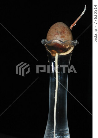 アボカドの手軽な水耕栽培 アボカドの手軽な水耕栽培 77620514