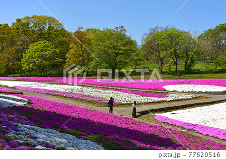埼玉県 秩父市 羊山公園 芝桜 埼玉県 秩父市 羊山公園 芝桜 77620516