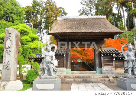 神奈川県藤沢市　天獄院山門と紅葉 77620517