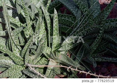 調布市深大寺元町の植物園になる多肉植物ガステラロエ 調布市深大寺元町の植物園になる多肉植物ガステラロエ 77620519