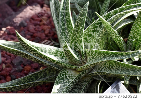 調布市深大寺元町の植物園になる多肉植物ガステラロエ 77620522