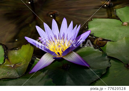 調布市深大寺元町の植物園に咲く紫色のスイレンの花 77620528