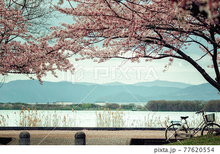 滋賀県長浜市豊公園から見える琵琶湖の風景と満開の桜の写真素材