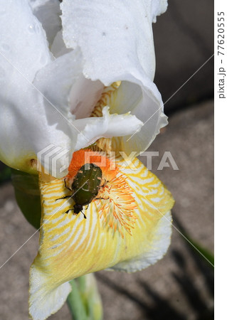 アイリスの花の花粉を喰うコアオハナムグリ 77620555