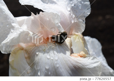 交尾するコアオハナムグリ 77620557