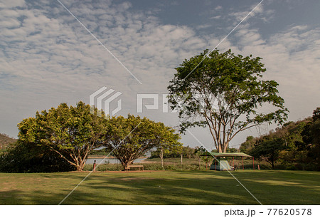 View of a camping tent with awning pitched on the dry ground under beautiful big trees with branches at the campsite in the woods during sunset or sunrise. View of a camping tent with awning pitched on the dry ground under beautiful big trees with branches at the campsite in the woods during sunset or sunrise. 77620578