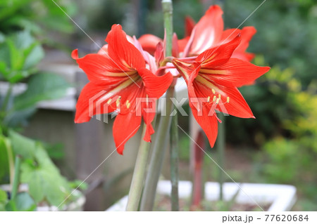 アマリリス（朱頂欄　シュチョウラン）　 77620684
