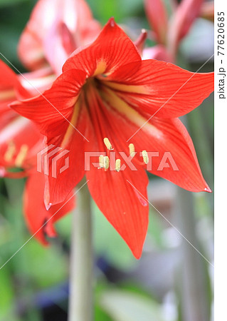 アマリリス（朱頂欄　シュチョウラン）　 77620685