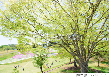 花と緑に囲まれて生涯スポーツ　秋田県横手市 77620697