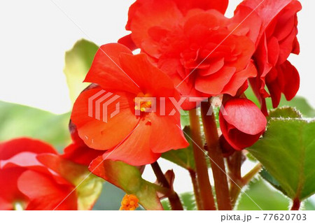 調布市深大寺元町の植物園に咲く赤いベゴニアの花 調布市深大寺元町の植物園に咲く赤いベゴニアの花 77620703