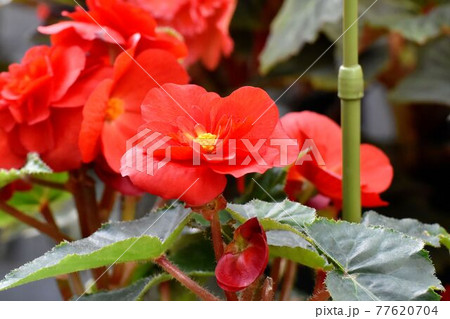 調布市深大寺元町の植物園に咲く赤いベゴニアの花 77620704