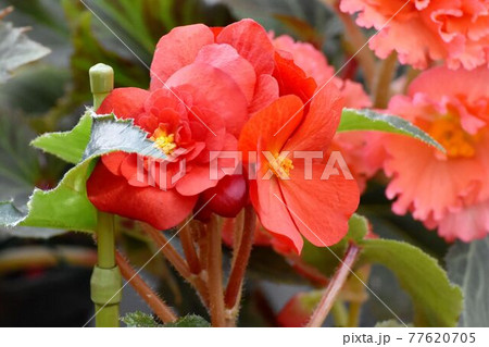 調布市深大寺元町の植物園に咲く赤いベゴニアの花 調布市深大寺元町の植物園に咲く赤いベゴニアの花 77620705