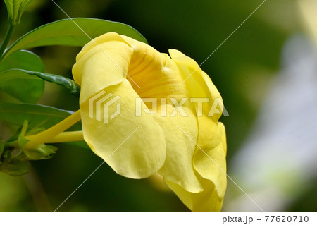 調布市深大寺元町の植物園に咲く黄色いアリアケカズラ(アラマンダ)の花 77620710