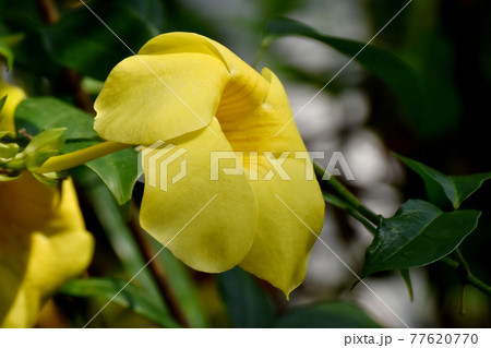 調布市深大寺元町の植物園に咲く黄色いアリアケカズラ(アラマンダ)の花 77620770