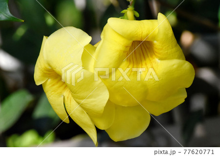 調布市深大寺元町の植物園に咲く黄色いアリアケカズラ(アラマンダ)の花 77620771