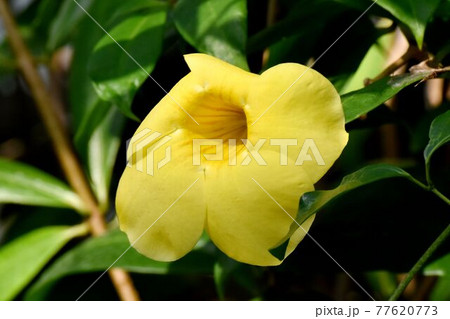 調布市深大寺元町の植物園に咲く黄色いアリアケカズラ(アラマンダ)の花 77620773