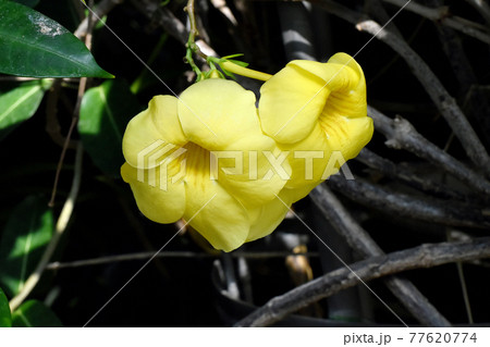 調布市深大寺元町の植物園に咲く黄色いアリアケカズラ(アラマンダ)の花 77620774