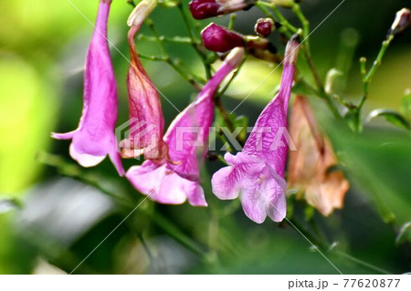 調布市深大寺元町の植物園に咲くピンクのストロビランテス・ハミルトニアナ(フリワケサンゴバナ)の花 77620877
