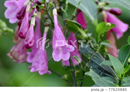 調布市深大寺元町の植物園に咲くピンクのストロビランテス・ハミルトニアナ(フリワケサンゴバナ)の花 77620880