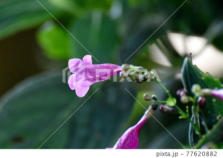 調布市深大寺元町の植物園に咲くピンクのストロビランテス・ハミルトニアナ(フリワケサンゴバナ)の花 77620882