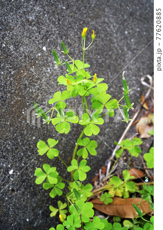 オッタチカタバミ 77620885