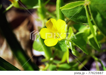 オッタチカタバミ 77620887