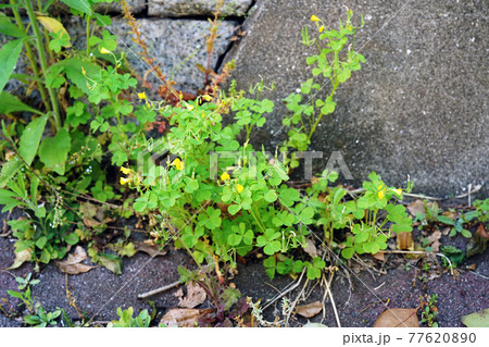 オッタチカタバミ 77620890