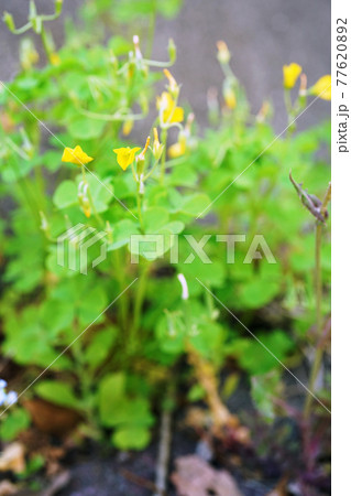 オッタチカタバミ 77620892
