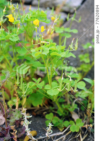 オッタチカタバミ 77620894