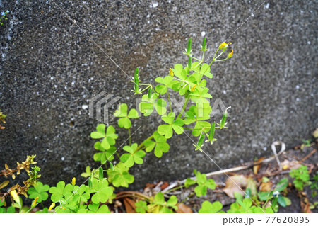 オッタチカタバミ 77620895