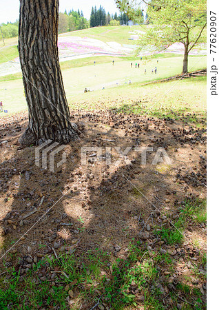 花と緑に囲まれて生涯スポーツ　秋田県横手市 77620907
