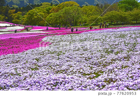 埼玉県 秩父市 羊山公園 芝桜 埼玉県 秩父市 羊山公園 芝桜 77620953