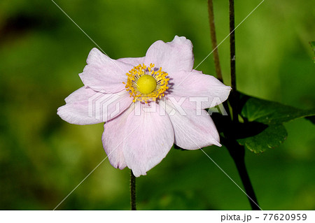 調布市深大寺元町の植物園に咲くピンクのシュウメイギクの花 77620959